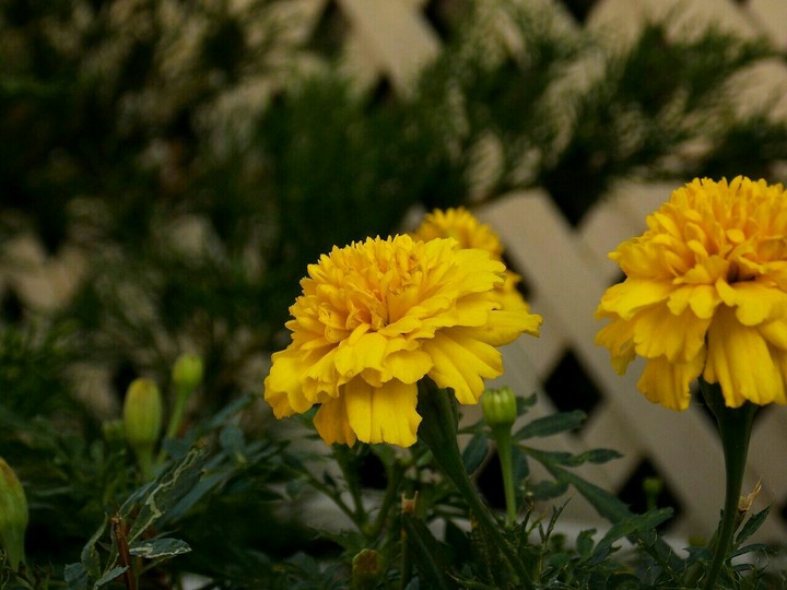 flowers