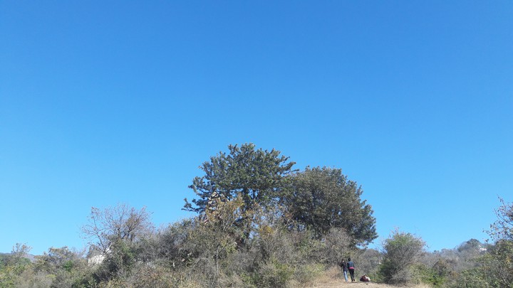 tree