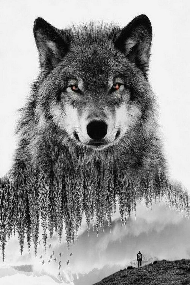 wolf