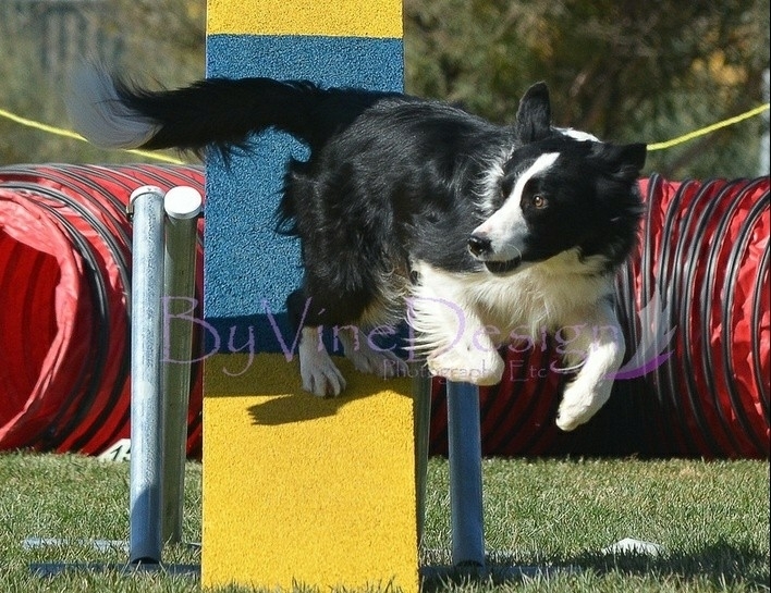 The Border Collie Because There Is No Better Dog