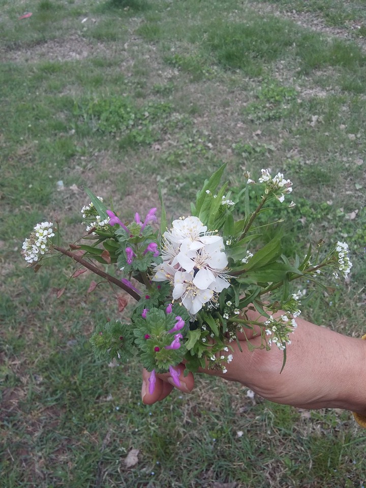 wildflower