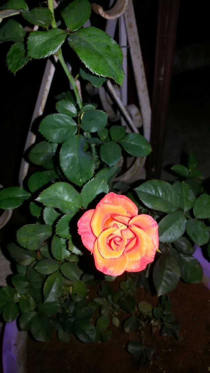 orange queen