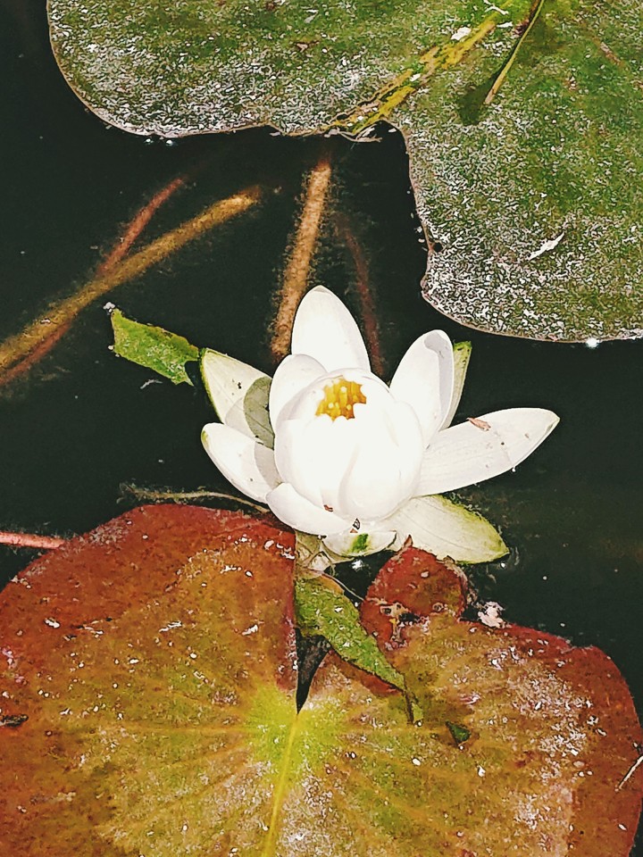 flower