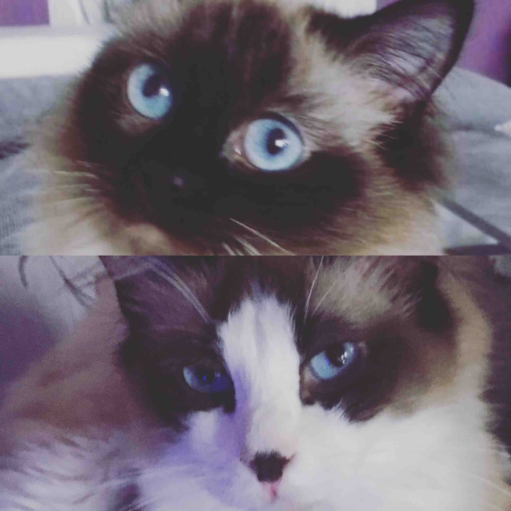 cats love