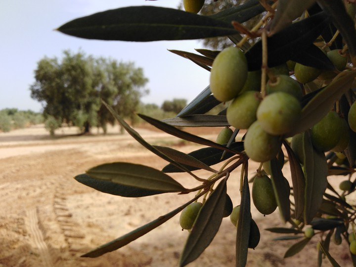 Olive Tree.