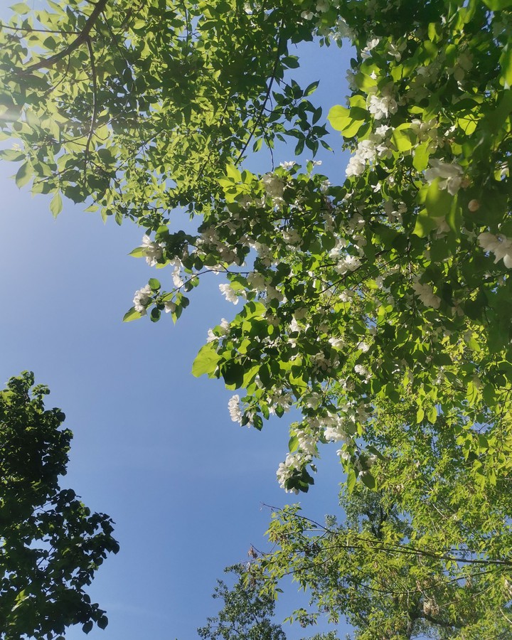 nature