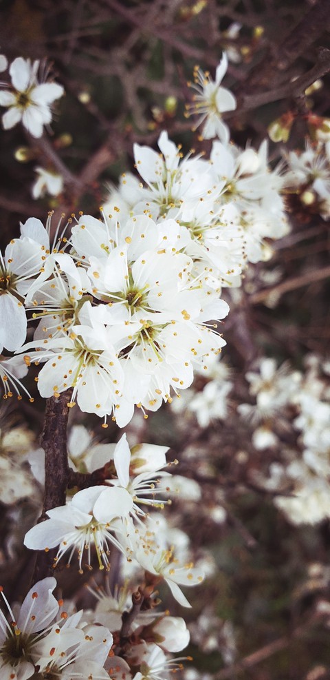 hình nền prunus, subshrub