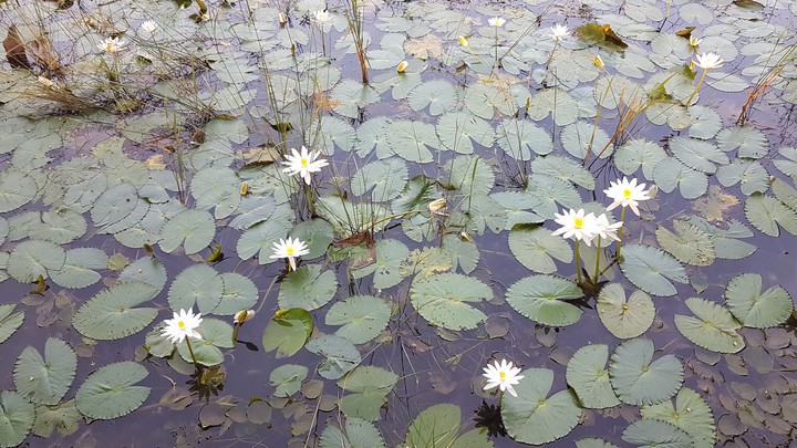 lotus