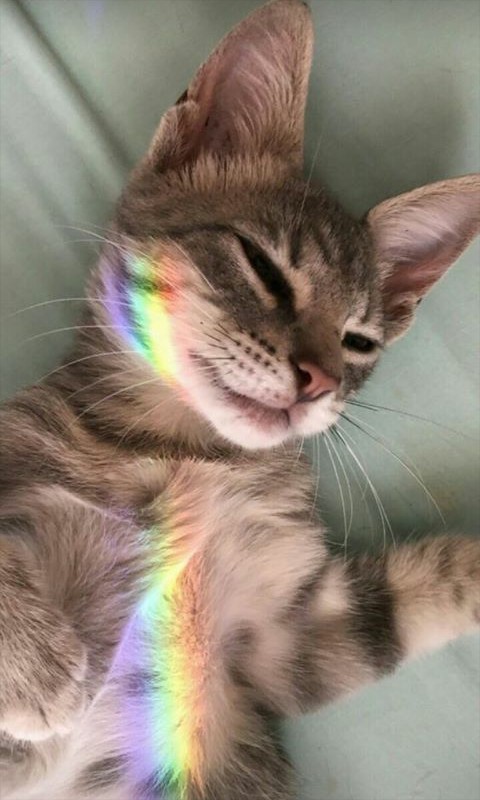 мяу