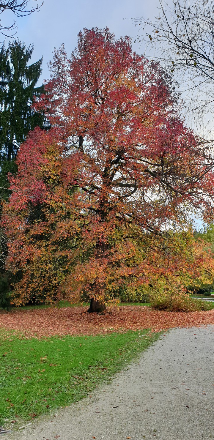 autumn