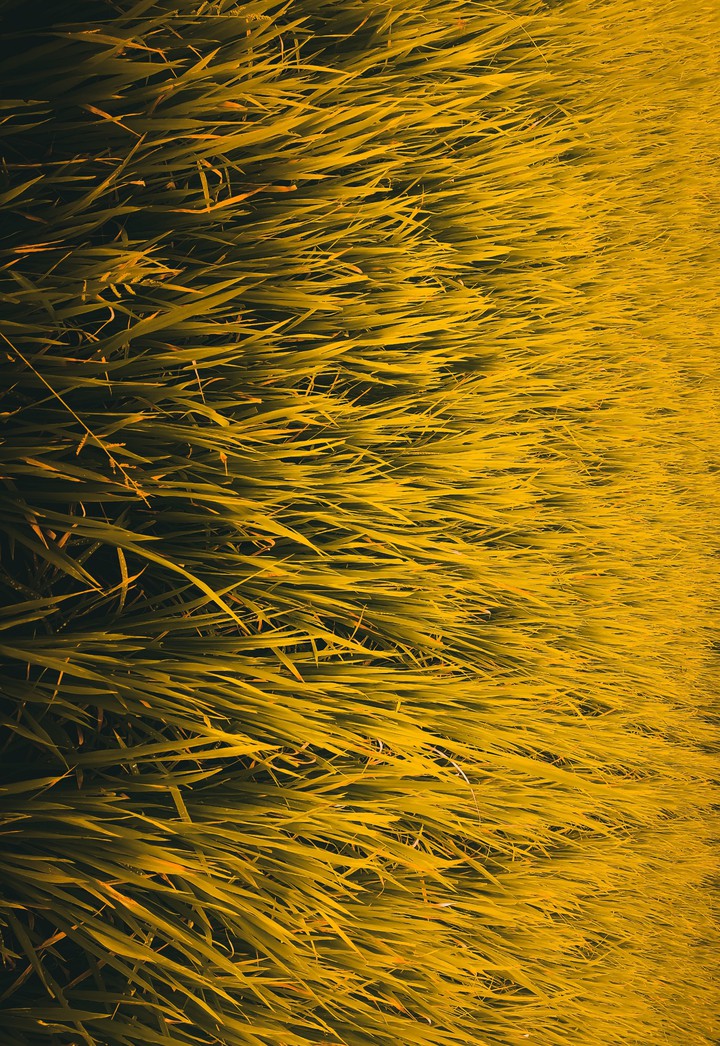 COLOUR