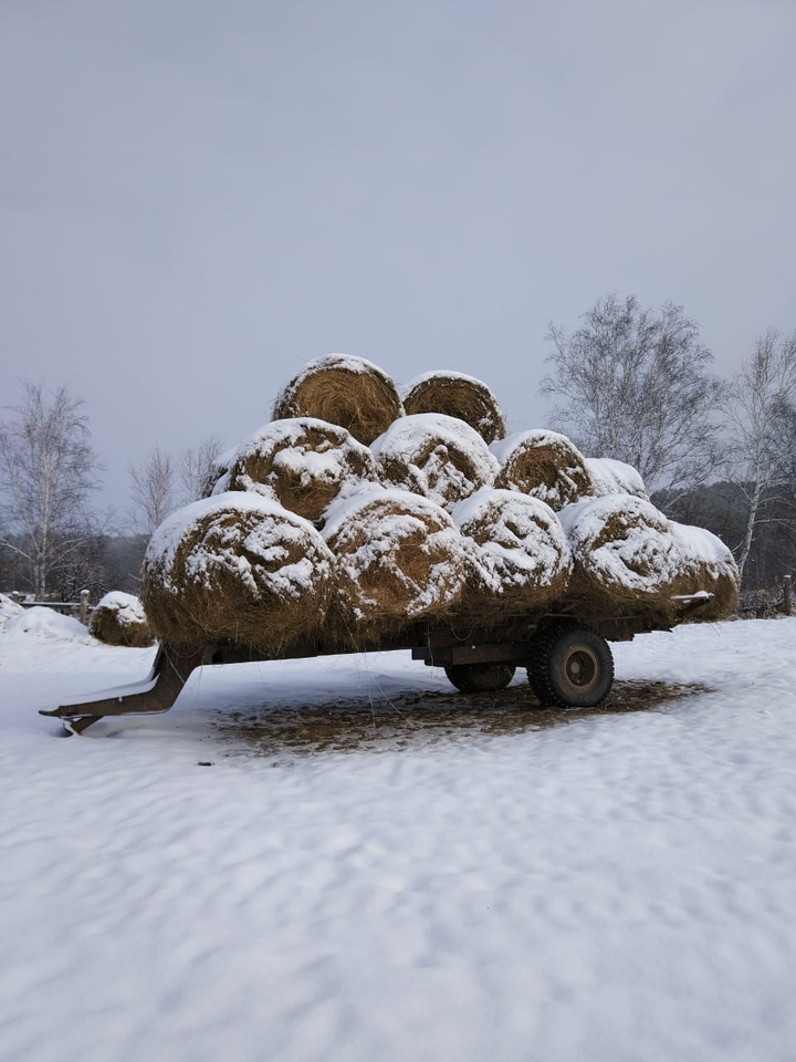зима