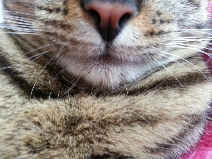 CAT NOSE