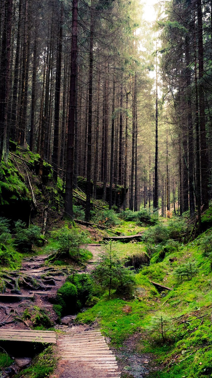 Forest