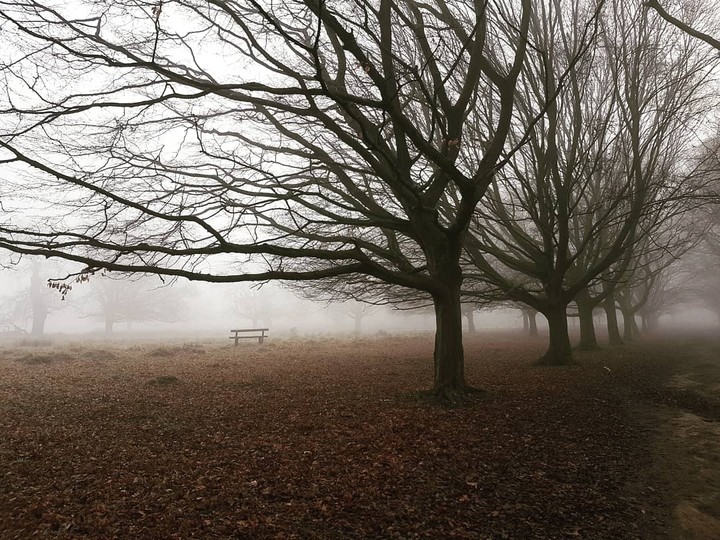 Richmond park