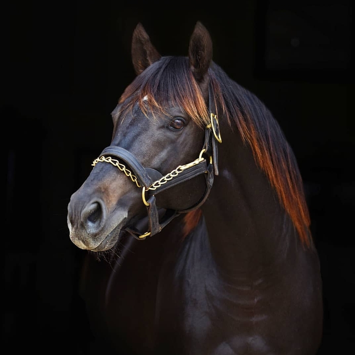 Hors