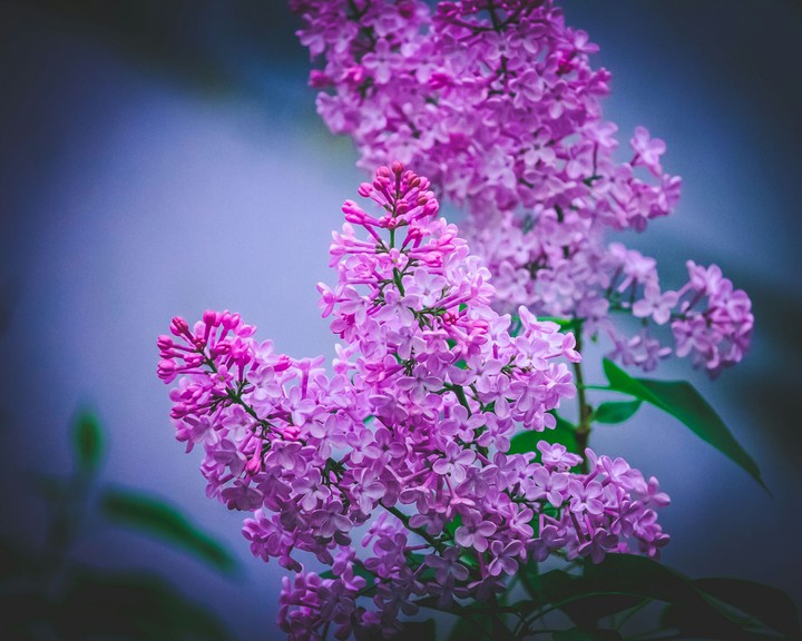 spring
