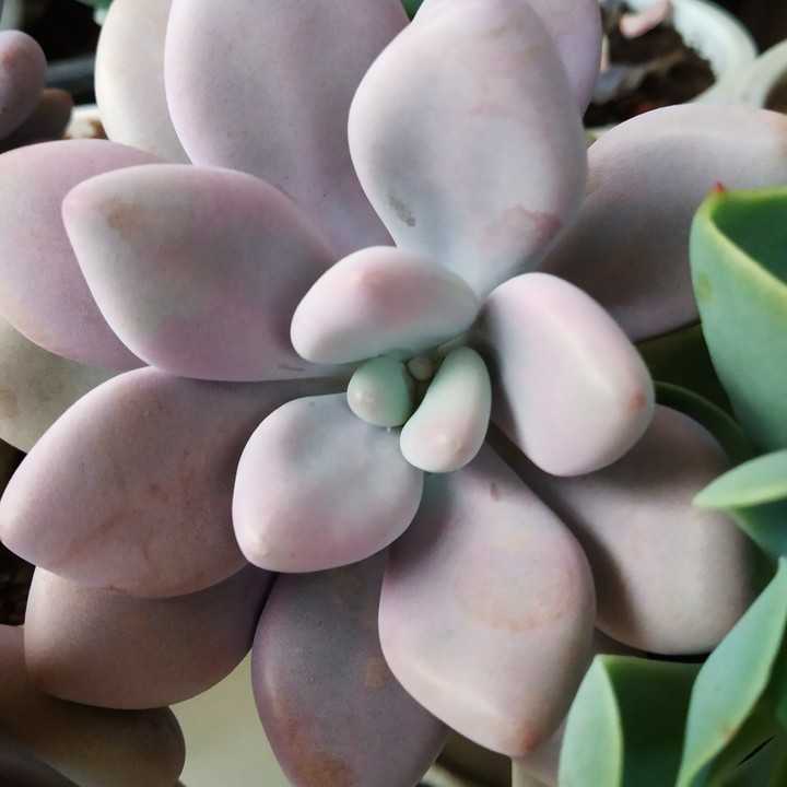 Pink Moonstone