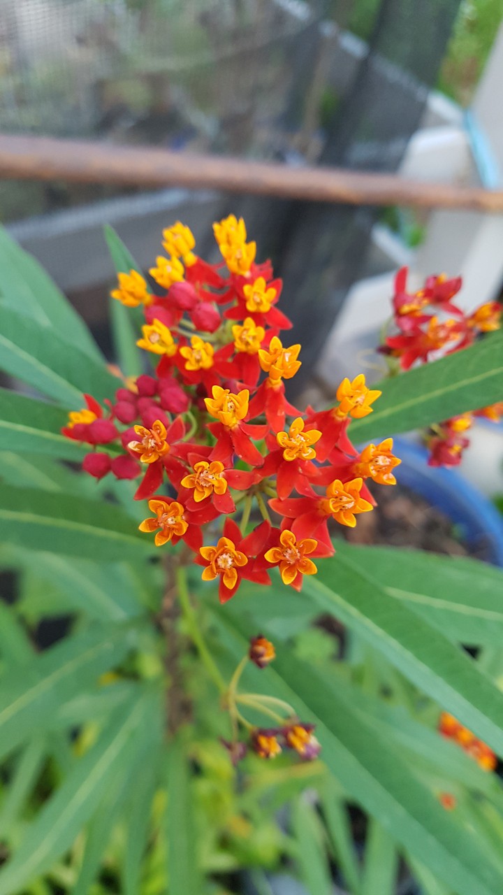 flower