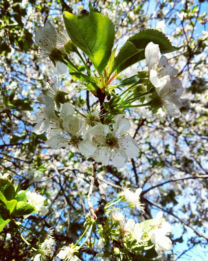 Cherry Flowers 