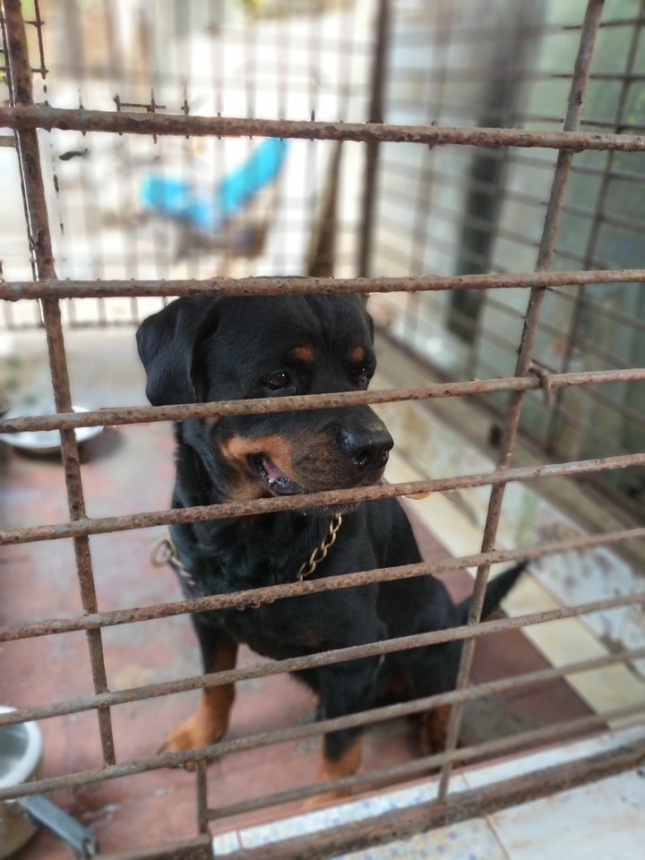 rottweiler