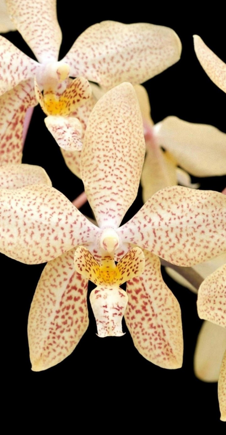 flores