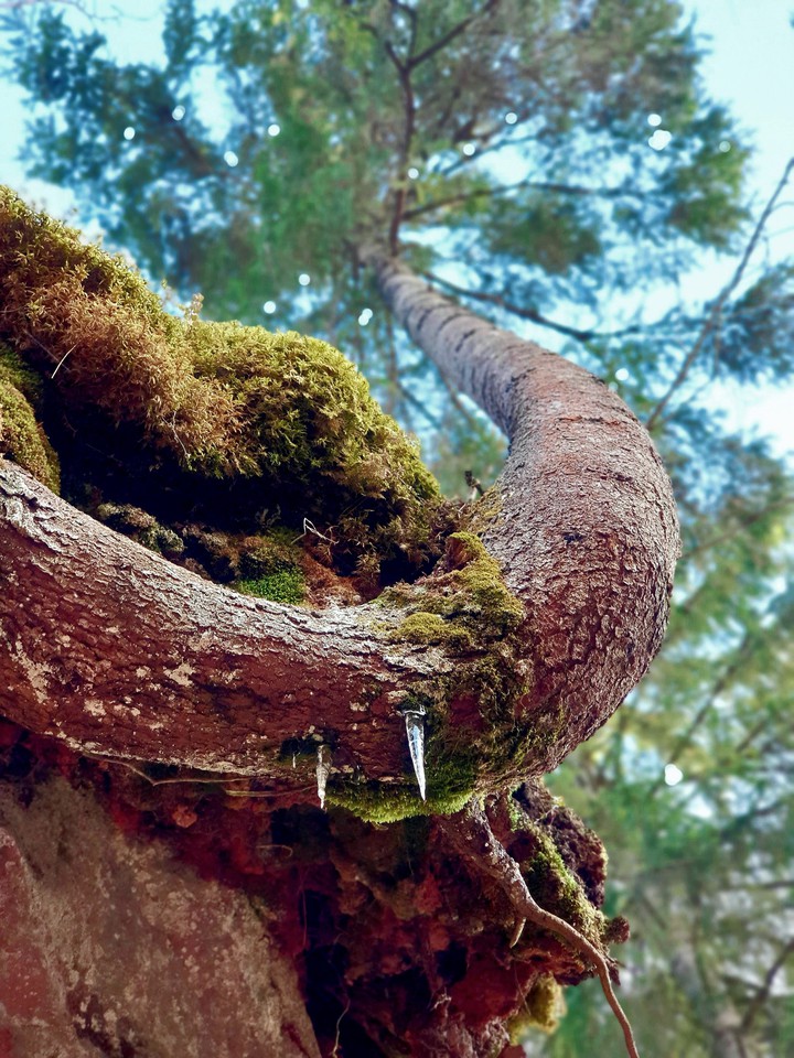 tree