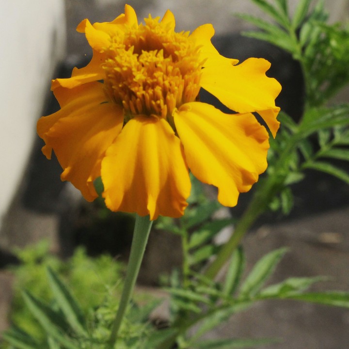 flower