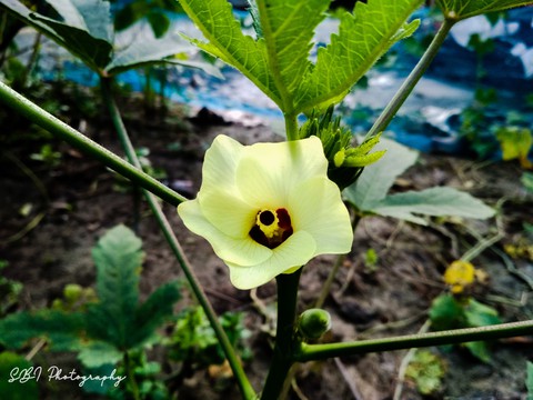ladies finger flower