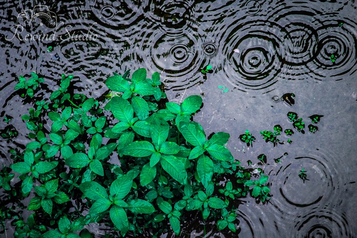 drops