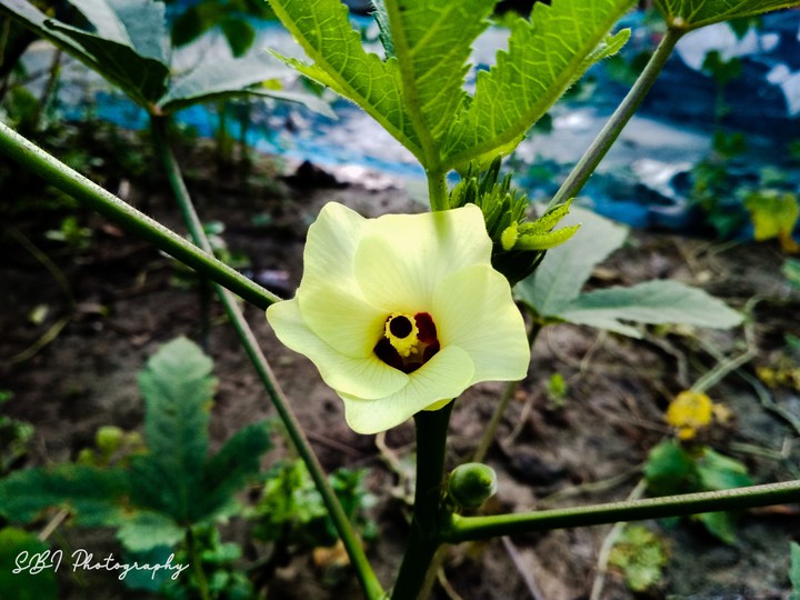 ladies finger flower