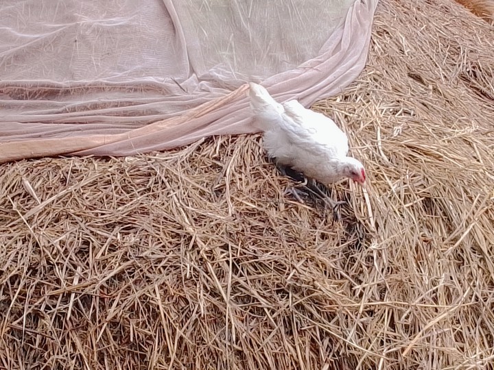 Hen