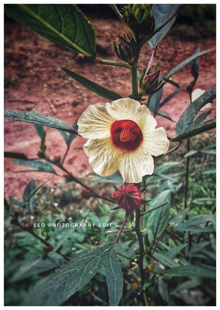 flower