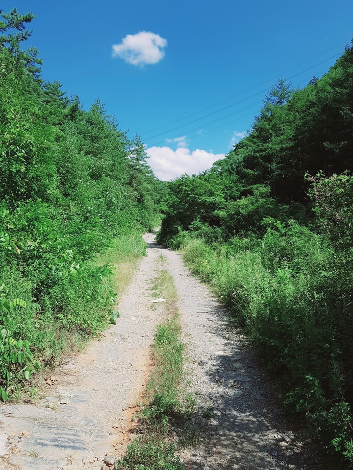 A forest road