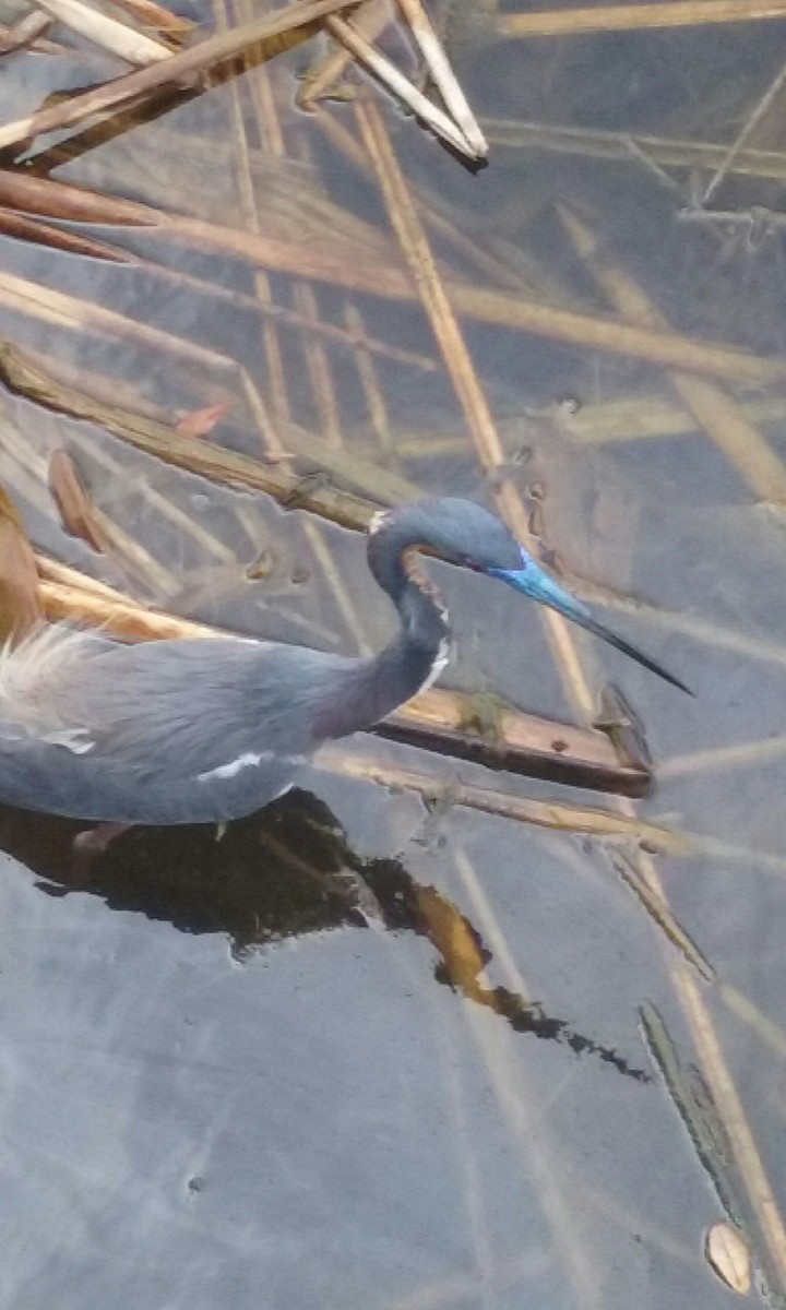 heron