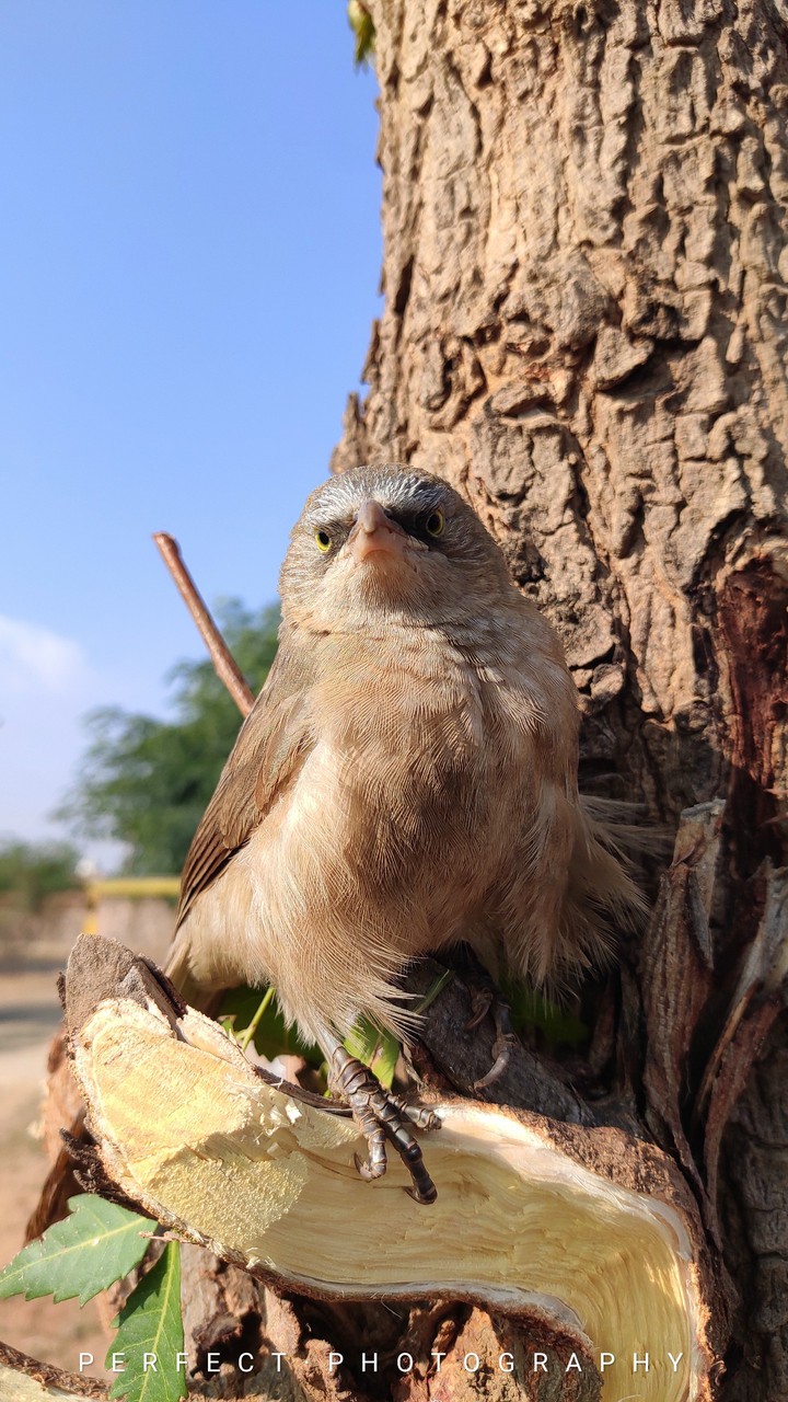 bird