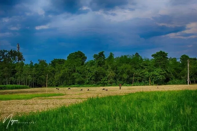 field