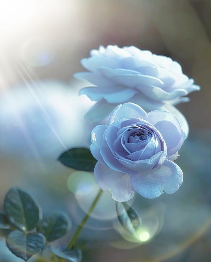 Roses