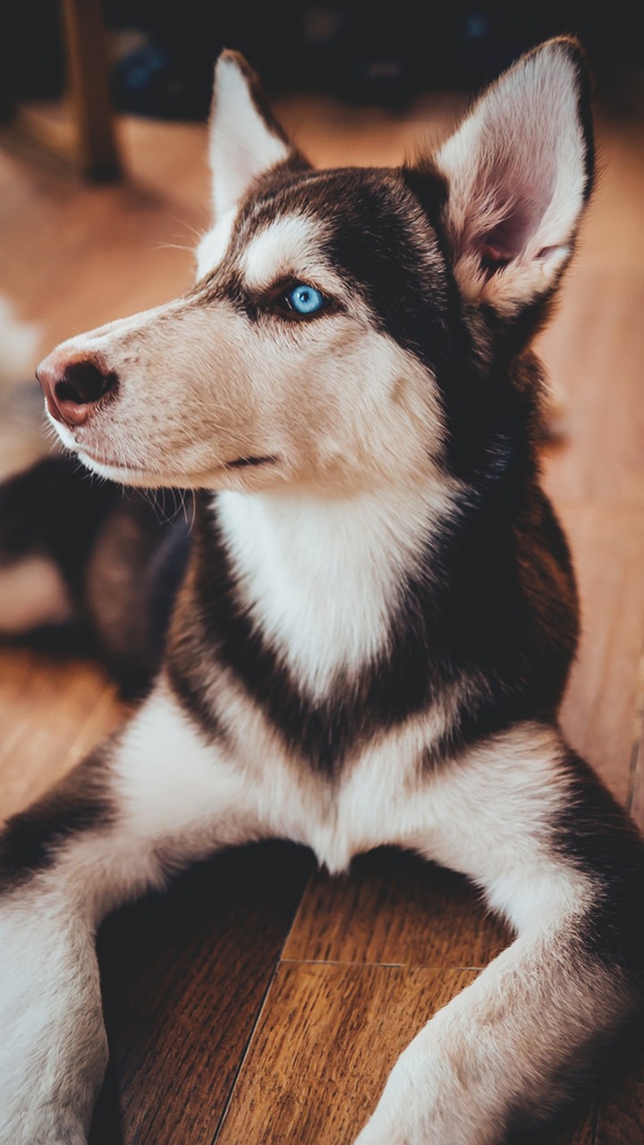Husky