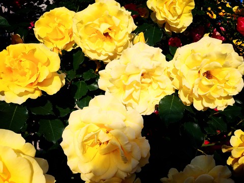 rose