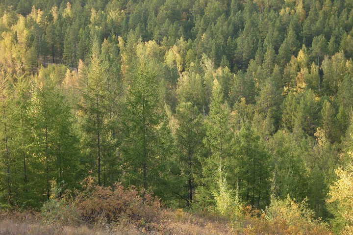 boreal forest