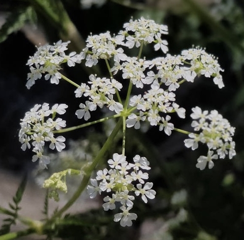sfondi subshrub, shrub
