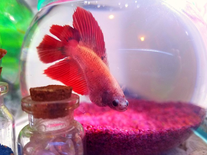 My Little Mermaid