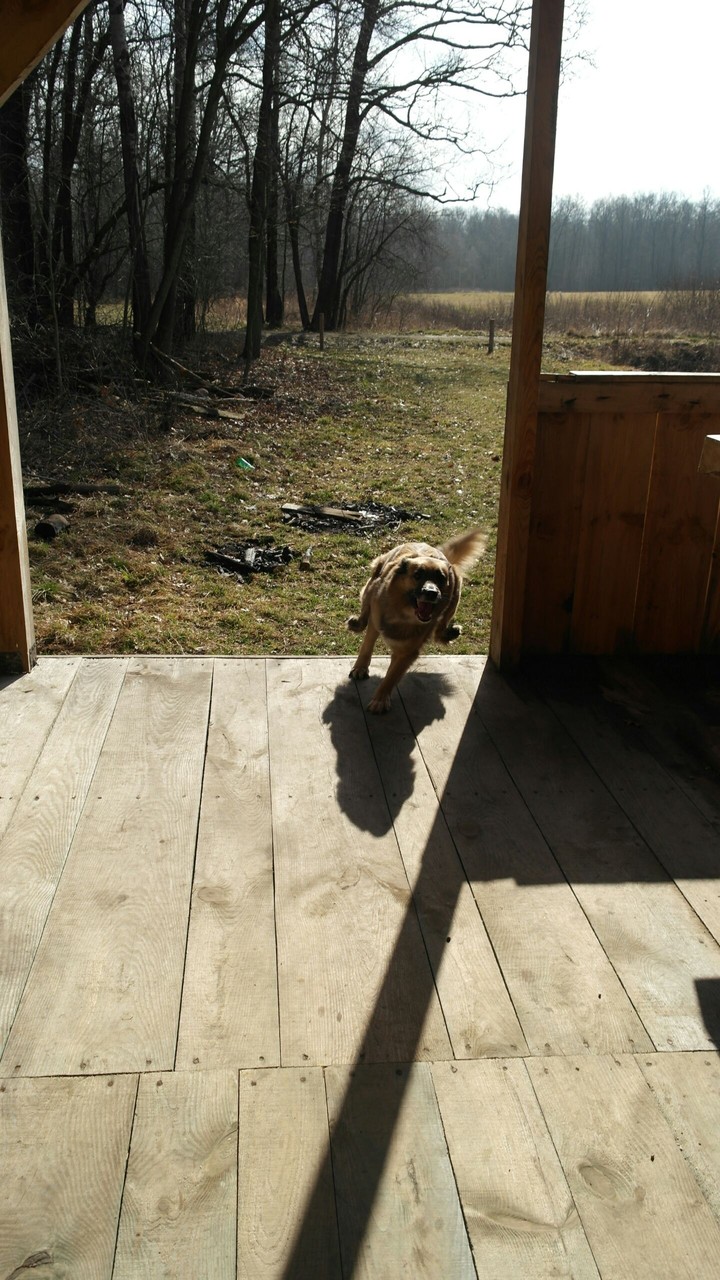 dog