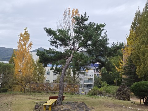 Branch, Leaf, Tree