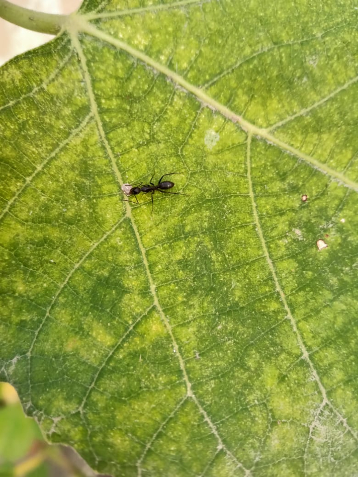Leaf and ant