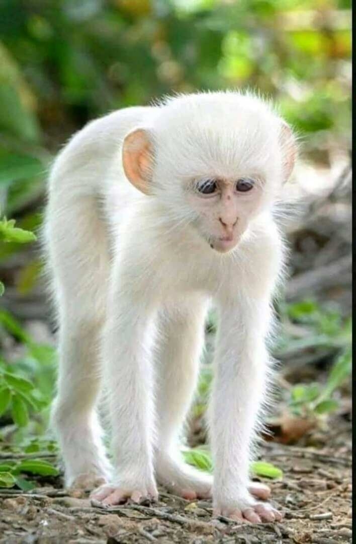 hi