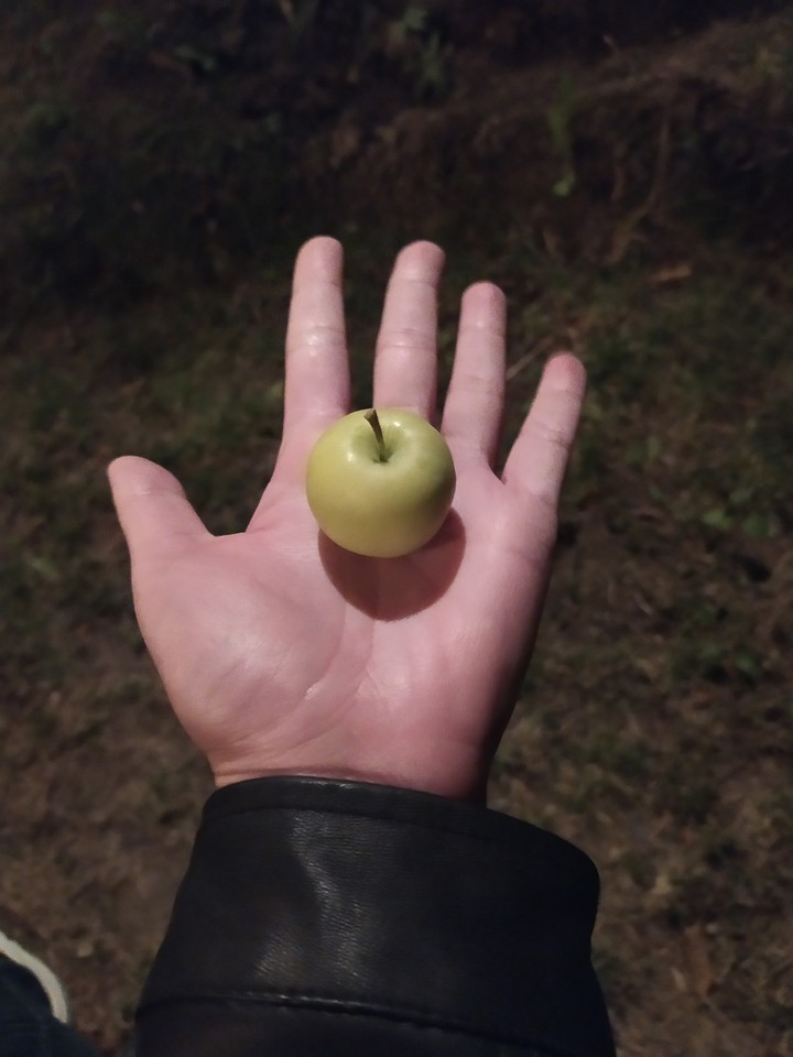 an apple