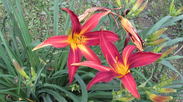 unknown flower