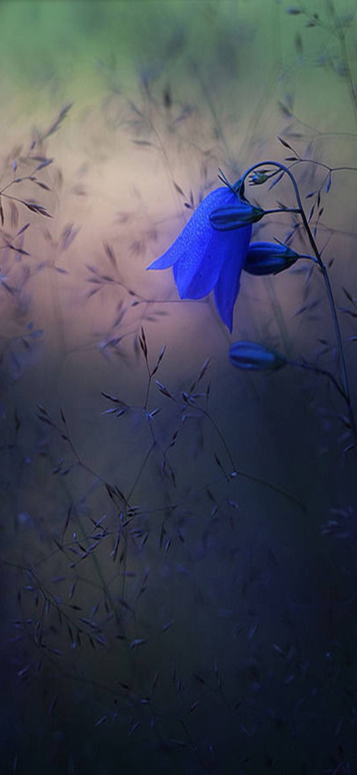 beautiful